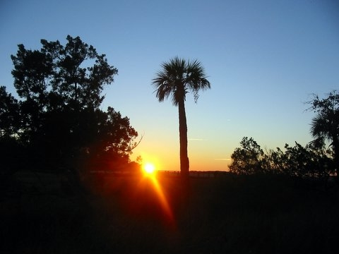 Sunset through the palms