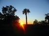 Sunset through the palms (55kb)
